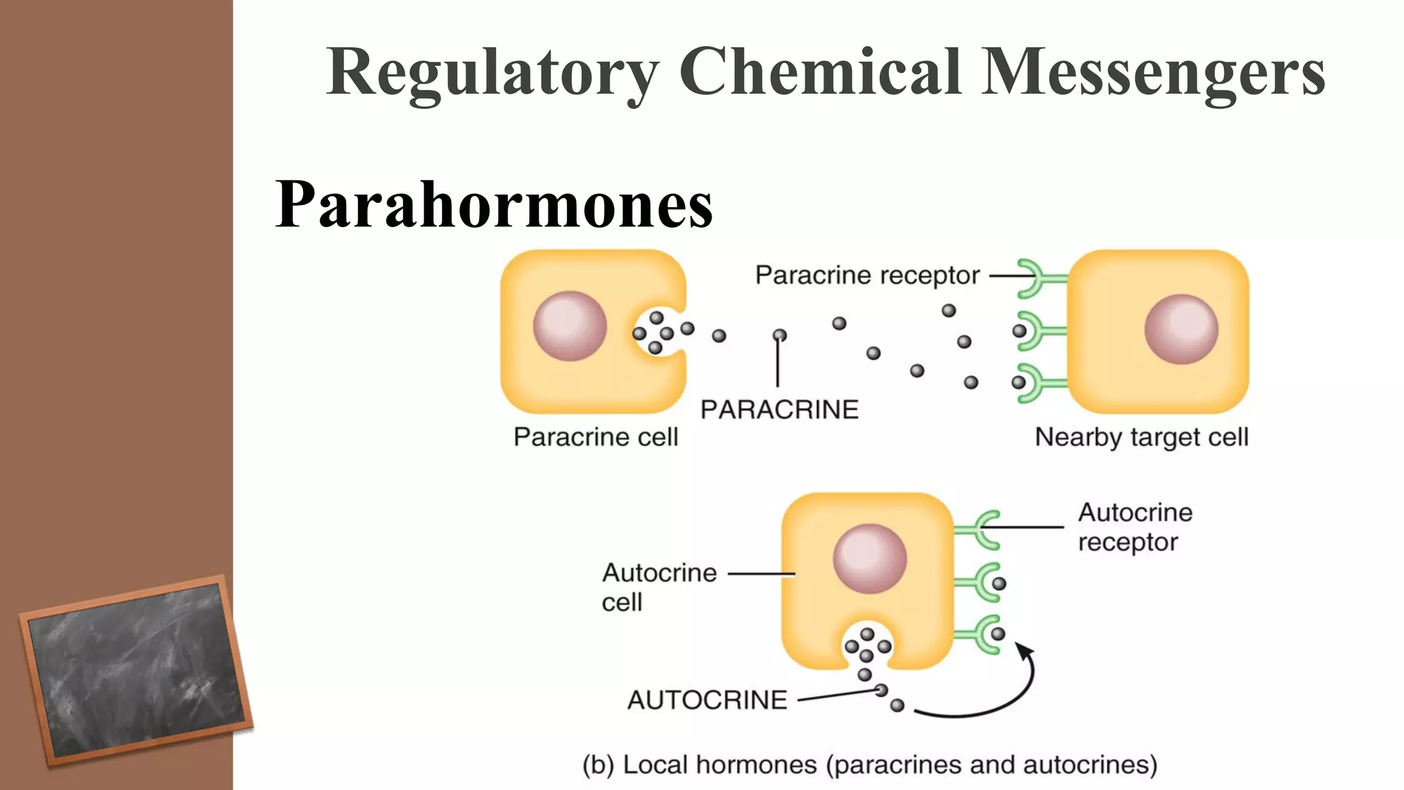 Regulatory Chemical Messengers
Parahormones
 
