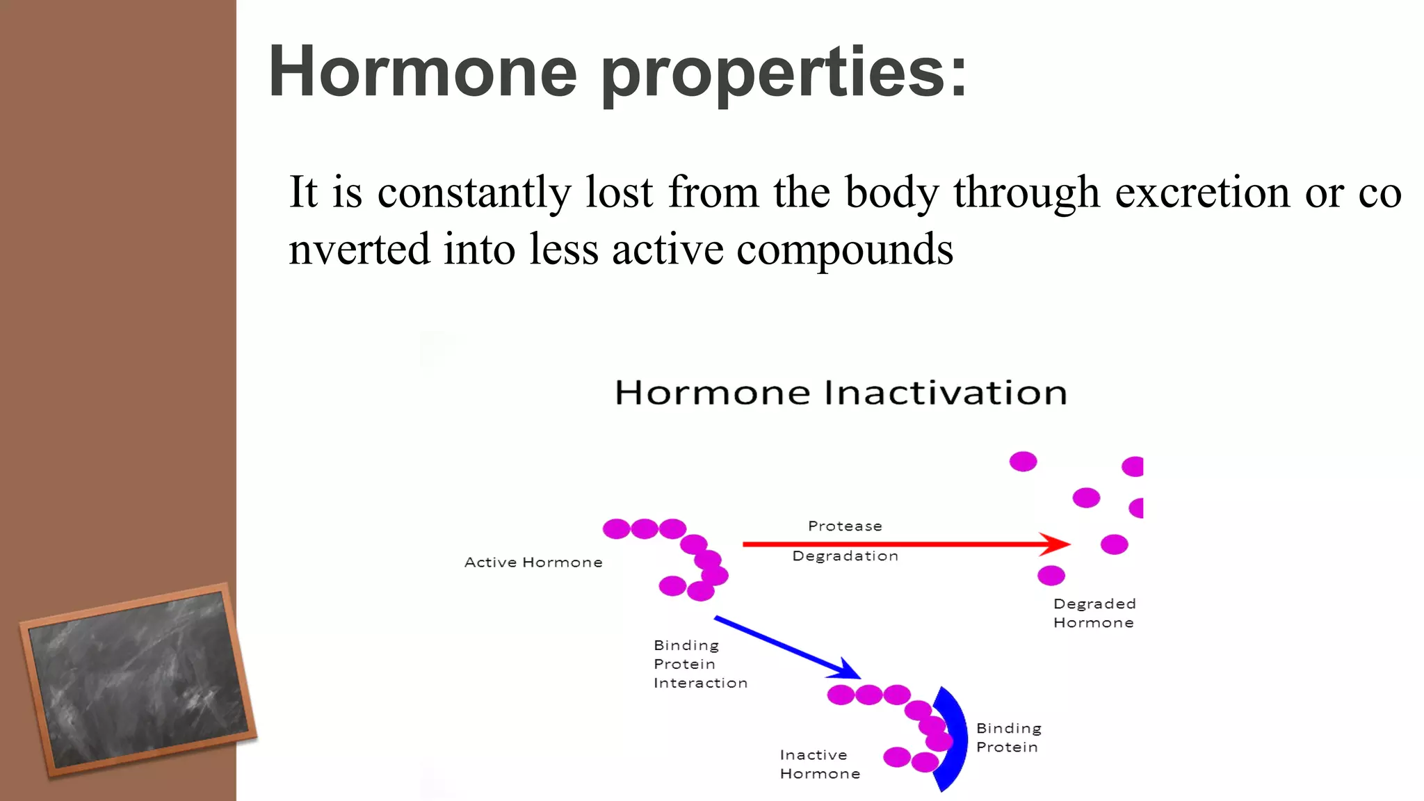 Hormone properties:
It is constantly lost from the body through excretion or co
nverted into less active compounds
 
