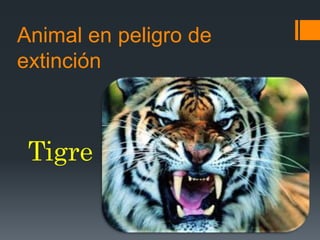 Animal en peligro de
extinción
Tigre
 