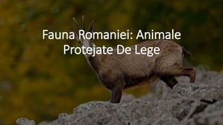 Fauna Romaniei: Animale
Protejate De Lege
 
