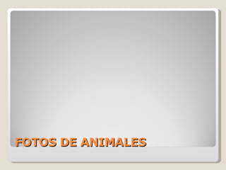 FOTOS DE ANIMALES 