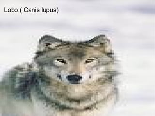 Lobo ( Canis lupus) 