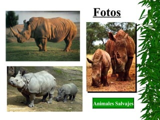 Animales Salvajes Fotos 