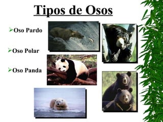 Oso Pardo Oso Polar Oso Panda Tipos de Osos 