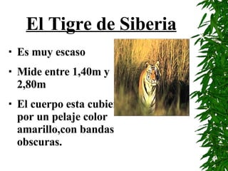 El Tigre de Siberia Es muy escaso Mide entre 1,40m y 2,80m El cuerpo esta cubierto por un pelaje color amarillo,con bandas obscuras.  