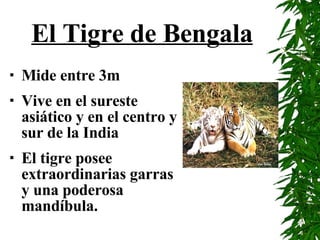 El Tigre de Bengala Mide entre 3m Vive en el sureste  asiático y en el centro y sur de la India  El tigre posee extraordinarias garras y una poderosa mandíbula. 