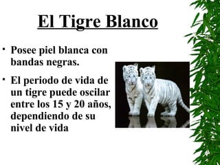 El Tigre Blanco Posee piel blanca con bandas negras. El periodo de vida de un tigre puede oscilar entre los 15 y 20 años, dependiendo de su nivel de vida   