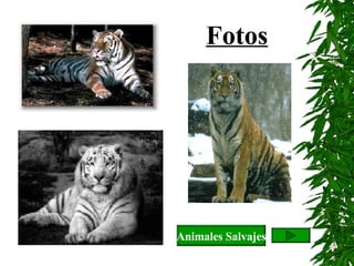 Fotos Animales Salvajes 