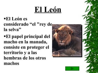 El León es considerado “el "rey de la selva” El papel principal del macho en la manada, consiste en proteger el territorio y a las hembras de los otros machos El papel principal del macho en la manada consiste en proteger el territorio y a las hembras contra los otros machos; su tamaño también constituye una ventaja en este aspecto. La espléndida melena del macho confiere el aspecto de un gran tamaño sin los inconvenientes de un aumento de peso. Las luchas no suelen acabar en guerra por que el más pequeño de los dos leones percibe su desventaja  se retira antes de empezar. La melena también sirve para protegerse de golpes.   El León 