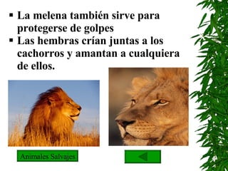 La melena también sirve para protegerse de golpes Las hembras crían juntas a los cachorros y amantan a cualquiera de ellos. Animales Salvajes 