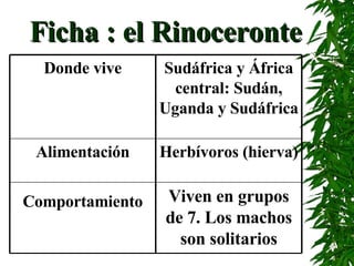 Ficha : el Rinoceronte Viven en grupos de 7. Los machos son solitarios Comportamiento Herbívoros (hierva) Alimentación Sudáfrica y África central: Sudán, Uganda y Sudáfrica   Donde vive 