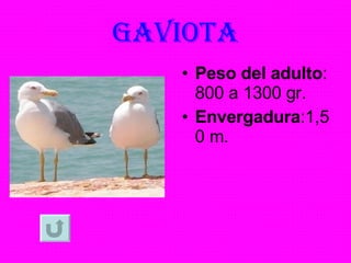 GAVIOTA Peso del adulto : 800 a 1300 gr. Envergadura :1,50 m. 