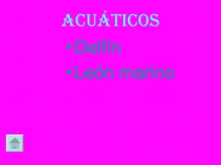 ACUÁTICOS Delfín León marino 