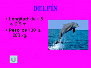 DELFÍN Longitud : de 1,5  a  2,5 m. Peso : de 130  a  200 kg. 
