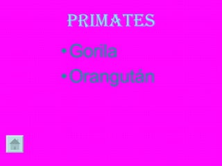 PRIMATES Gorila Orangután 