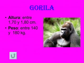 GORILA Altura : entre 1,70 y 1,80 cm. Peso : entre 140 y  180 kg. 