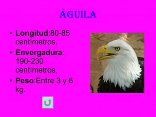 ÁGUilA Longitud :80-85 centímetros. Envergadura : 190-230 centímetros. Peso :Entre 3 y 6 kg. 