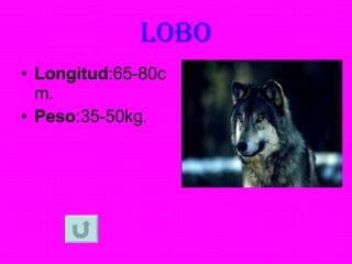 LOBO Longitud :65-80cm. Peso :35-50kg . 