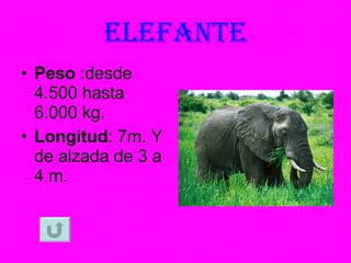 ELEFANTE Peso  :desde 4.500 hasta 6.000 kg. Longitud : 7m. Y de alzada de 3 a 4 m. 