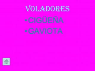 VOLADORES CIGÜEÑA GAVIOTA 