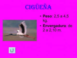 CIGÜEÑA Peso : 2,5 a 4,5 kg. Envergadura : de 2 a 2,10 m. 