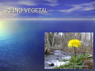 REINO VEGETAL 