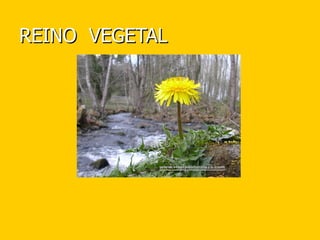 REINO  VEGETAL 