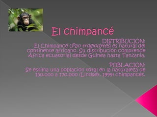 El chimpancéDISTRIBUCIÓN:El Chimpancé (Pan troglodytes) es natural del continente africano. Su distribución comprende África ecuatorial desde Guinea hasta Tanzania.POBLACIÓN:Se estima una población total en la naturaleza de 150,000 a 170,000 (Lindsey, 1999) chimpancés.