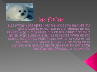 las focasLas focas y los elefantes marinos son mamíferos que pasan la mayor parte del tiempo en los océanos. Son más comunes en los zonas árticas y antárticas aunque algunas especies viven en los mares tropicales. Había una vez, sí ya sólo es un cuento, una especie de foca que vivía en el Caribe, a la que los libros se refieren por Foca del Caribe, Monachustropicalis.