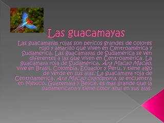 Las guacamayasLas guacamayas rojas son pericos grandes de colores rojo y amarillo que viven en Centroamérica y Sudamérica. Las guacamayas de Sudamérica se ven diferentes a las que viven en Centroamérica. La guacamaya roja de Sudamérica, Ara Macao Macao, vive en Brasil, Colombia, Ecuador y Perú, y tiene algo de verde en sus alas. La guacamaya roja de Centroamérica, Ara Macao cyanoptera, se encuentra en México, Guatemala y Belice, es más grande que la sudamericana y tiene color azul en sus alas.