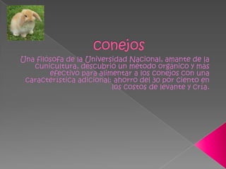 conejosUna filósofa de la Universidad Nacional, amante de la cunicultura, descubrió un método orgánico y más efectivo para alimentar a los conejos con una característica adicional: ahorro del 30 por ciento en los costos de levante y cría.