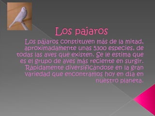 Los pajarosLos pájaros constituyen más de la mitad, aproximadamente unas 5300 especies, de todas las aves que existen. Se le estima que es el grupo de aves más reciente en surgir. Rápidamente diversificándose en la gran variedad que encontramos hoy en día en nuestro planeta.