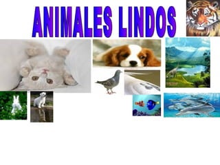 ANIMALES LINDOS  