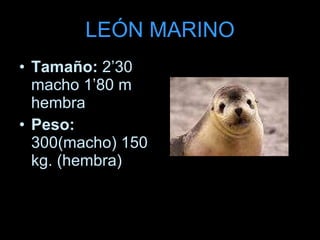 LEÓN MARINO Tamaño: 2’30 macho 1’80 m hembra Peso: 300(macho) 150 kg. (hembra)