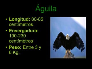 Águila Longitud:  80-85 centímetros Envergadura:  190-230 centímetros Peso:  Entre 3 y  6 Kg. 