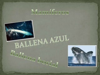 Mamíferos Ballena azulBallena borial