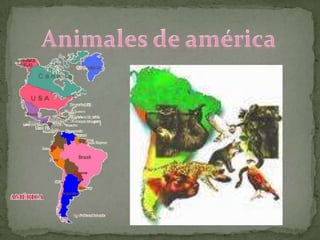 Animales de américa