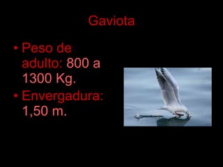 Gaviota Peso de adulto:   800 a 1300 Kg. Envergadura:   1,50 m.   