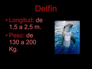 Delfín Longitud:   de 1,5 a 2,5 m. Peso:   de 130 a 200 Kg. 