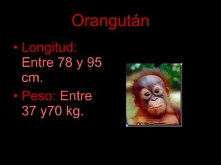 Orangután Longitud:   Entre 78 y 95 cm. Peso:   Entre 37 y70 kg. 