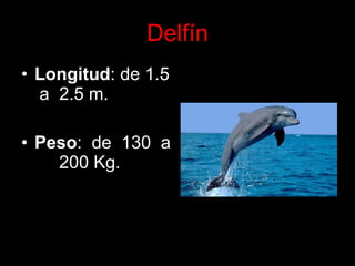 Delfín Longitud : de 1.5  a  2.5 m. Peso :  de  130  a  200 Kg. 