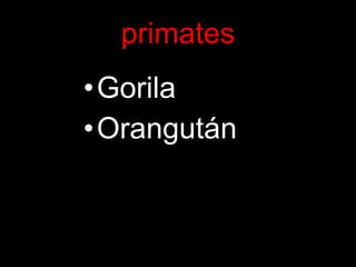 primates Gorila Orangután 