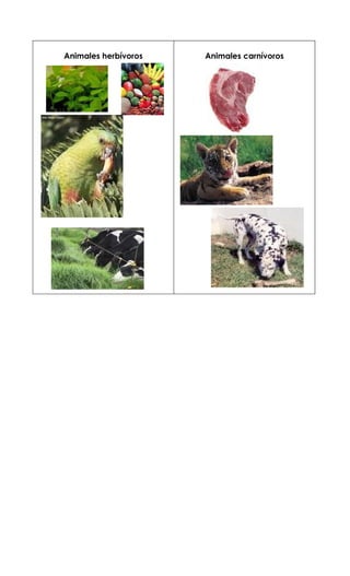 Animales herbívoros   Animales carnívoros
 