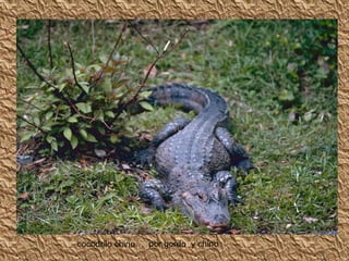 cocodrilo chino…  por gordo  y chino