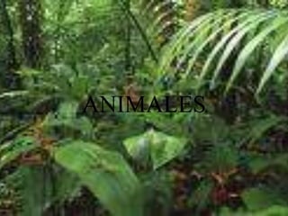 ANIMALES 