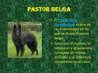 PASTOR BELGAEl Pastor belga Groenendaeles una de las 4 variedades en las que se divide el pastor belga.Junto con el malinés, el tervouren y el laekenois comparte un mismo estándar y se diferencia únicamente en el color.