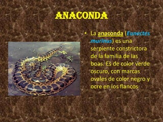 ANACONDALa anaconda(Eunectesmurinus) es una serpiente constrictora de la familia de las boas.Es de color verde oscuro, con marcas ovales de color negro y ocre en los flancos