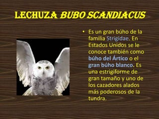 LECHUZA Bubo scandiacusEs un gran búho de la familia Strigidae. En Estados Unidos se le conoce también como búho del Árticoo el gran búho blanco. Es una estrigiforme de gran tamaño y uno de los cazadores alados más poderosos de la tundra.