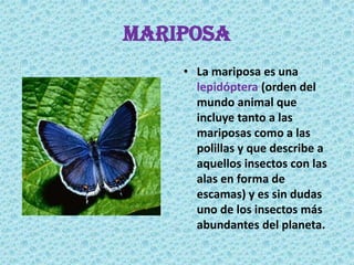 MARIPOSALa mariposa es una lepidóptera(orden del mundo animal que incluye tanto a las mariposas como a las polillas y que describe a aquellos insectos con las alas en forma de escamas) y es sin dudas uno de los insectos más abundantes del planeta.