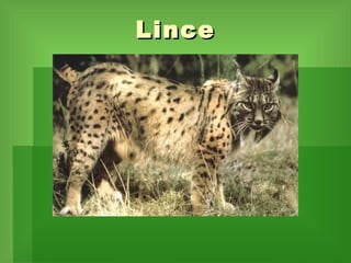 Lince 